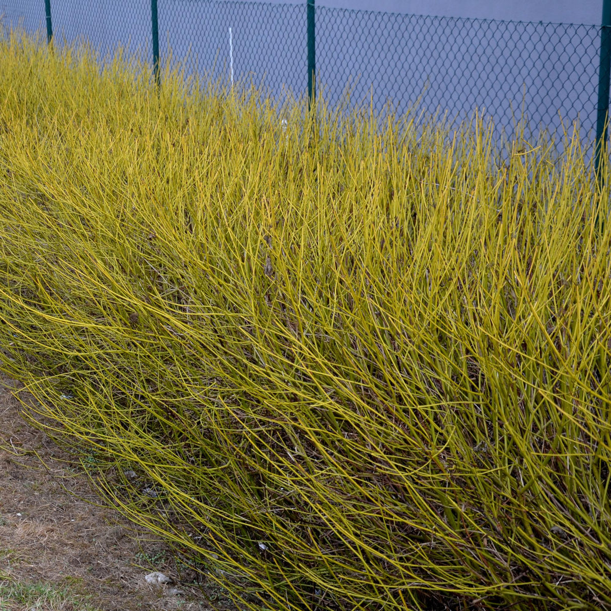 Cornus alba 'Flaviramea' (green branches) – Ø17 cm, 45 cm high – photo 4