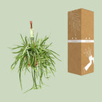 Lepismium Bolivianum (Cactaceae) – Ø17 cm, 55 cm høj