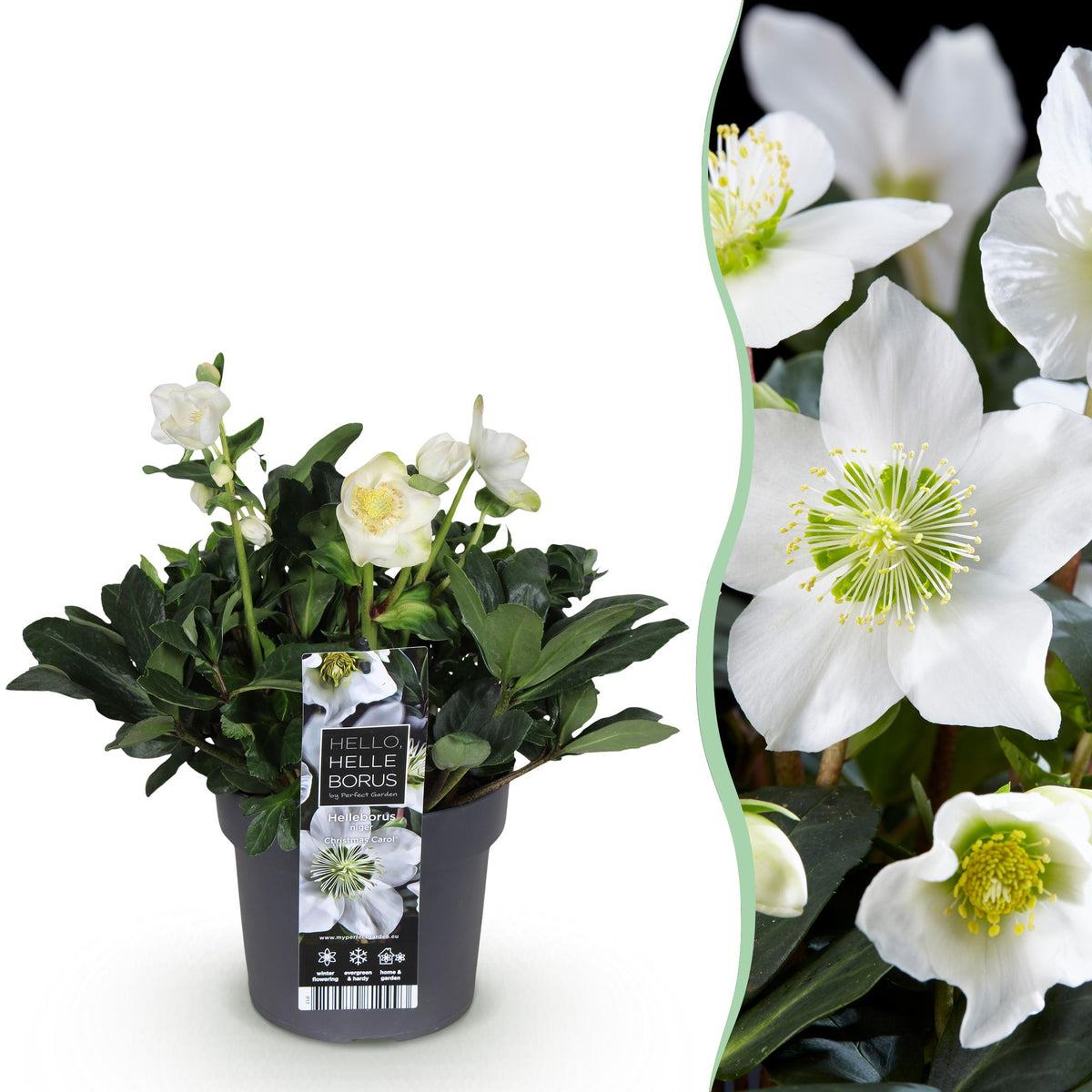 Helleborus 'Christmas Carol' (kerstroos) – Ø17 cm, 35 cm hoog