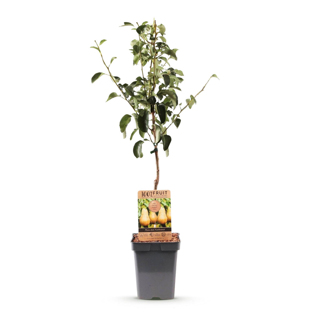 Pyrus communis 'Conference' (poirier) – Ø21 cm, 90 cm de haut – photo 2