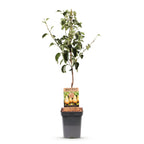 Pyrus communis 'Conference' (poirier) – Ø21 cm, 90 cm de haut