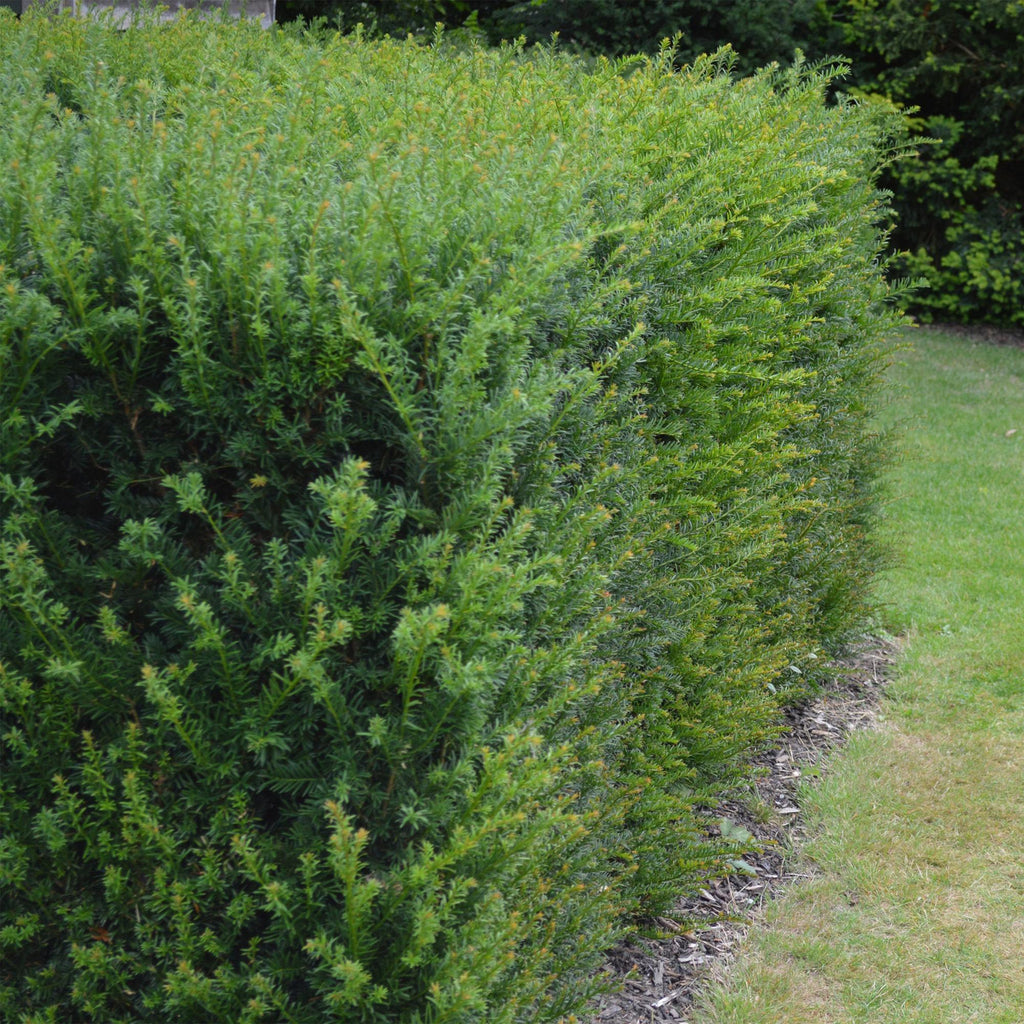 Taxus baccata – 6 Pflanzen, Ø 17 cm, 60 cm hoch – Bild 4
