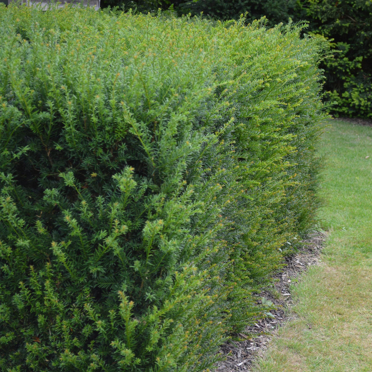 Taxus baccata – 6 Pflanzen, Ø 17 cm, 60 cm hoch – Bild 4