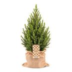 Picea glauca Conica (mini Christmas tree) in jute bag – Ø19 cm, 65 cm high