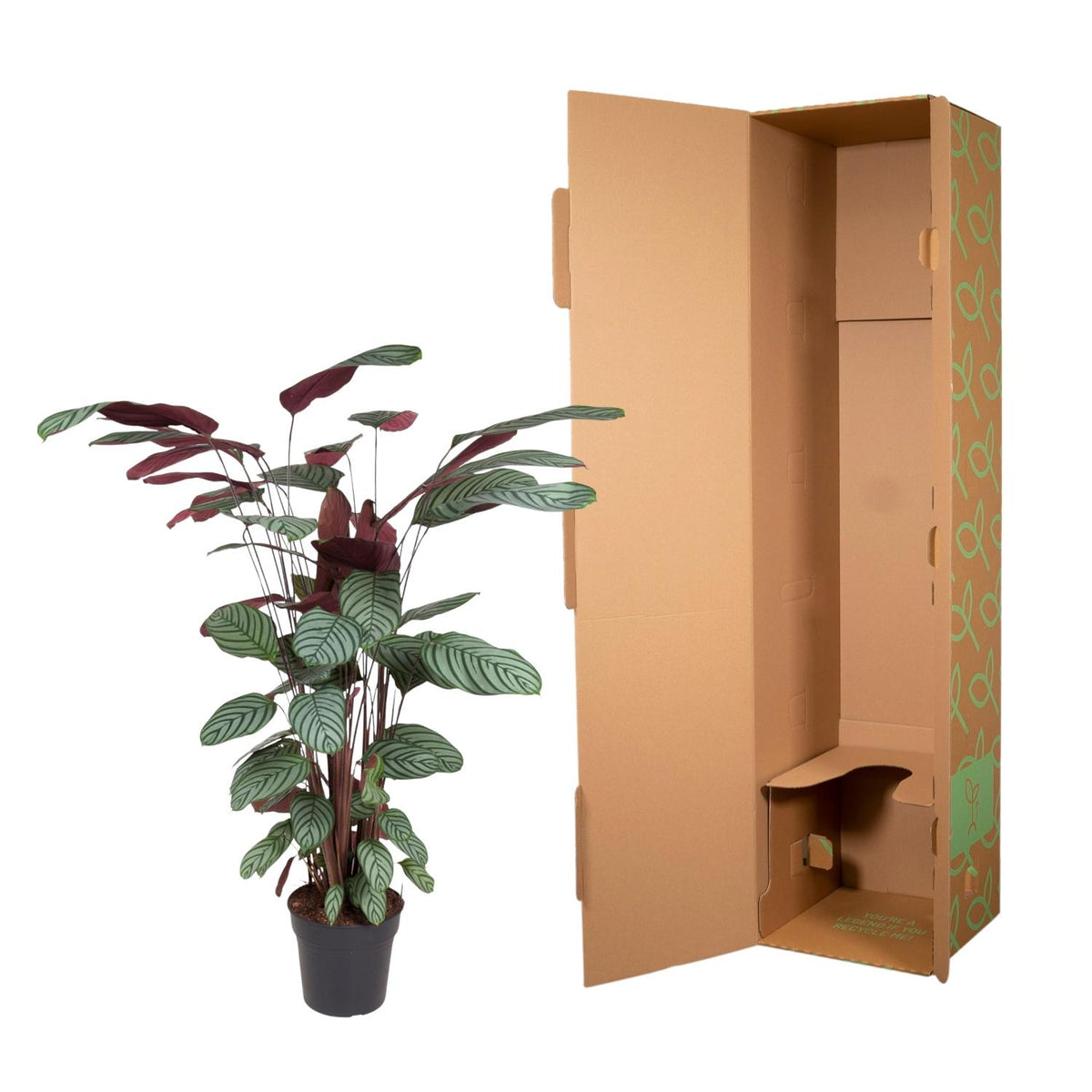 Calathea Oppenheimiana – Ø 27 cm, 130 cm hoch