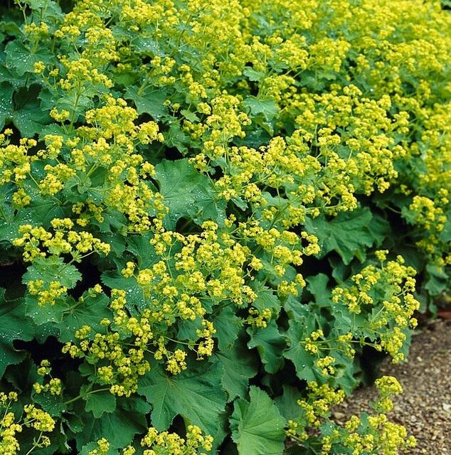 Alchemilla mollis (lady's mantle) – 12 plants, Ø9 cm, 10–25 cm tall – photo 5