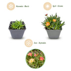 Delosperma mix (ijsbloem) – 6 planten, Ø7 cm, 10–12 cm hoog