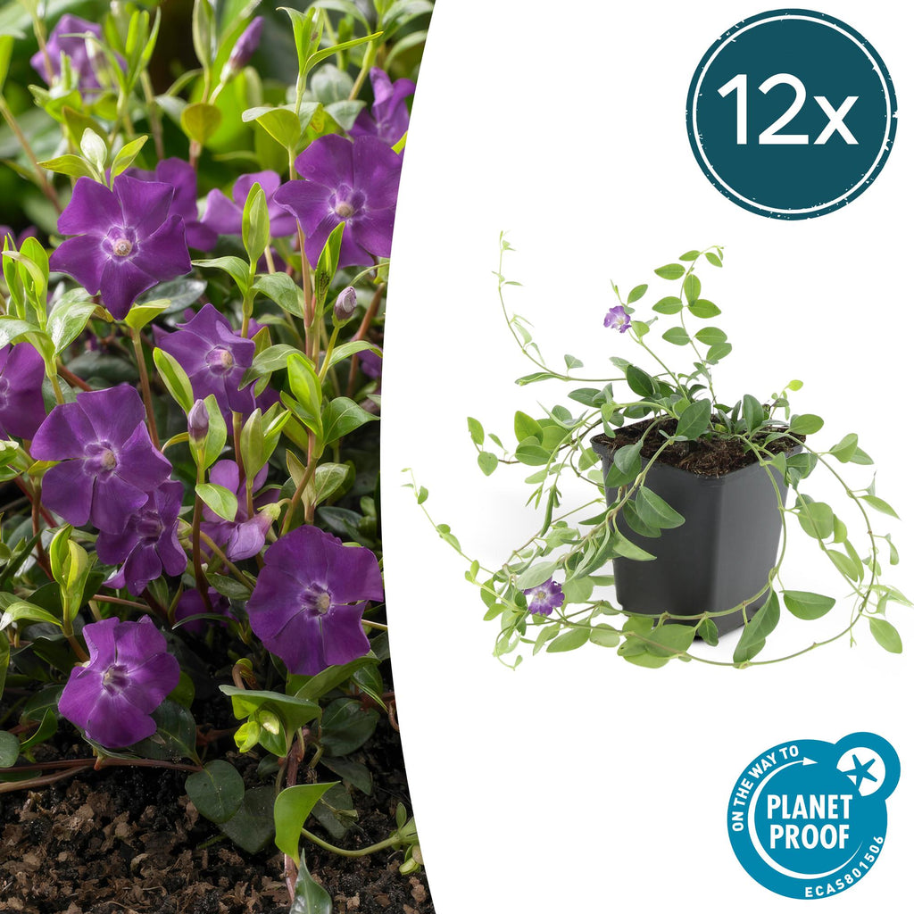 Vinca minor 'Atropurpurea,' (bigleaf vinca) – 12 plants, Ø9 cm, 10–25 cm high – photo 2