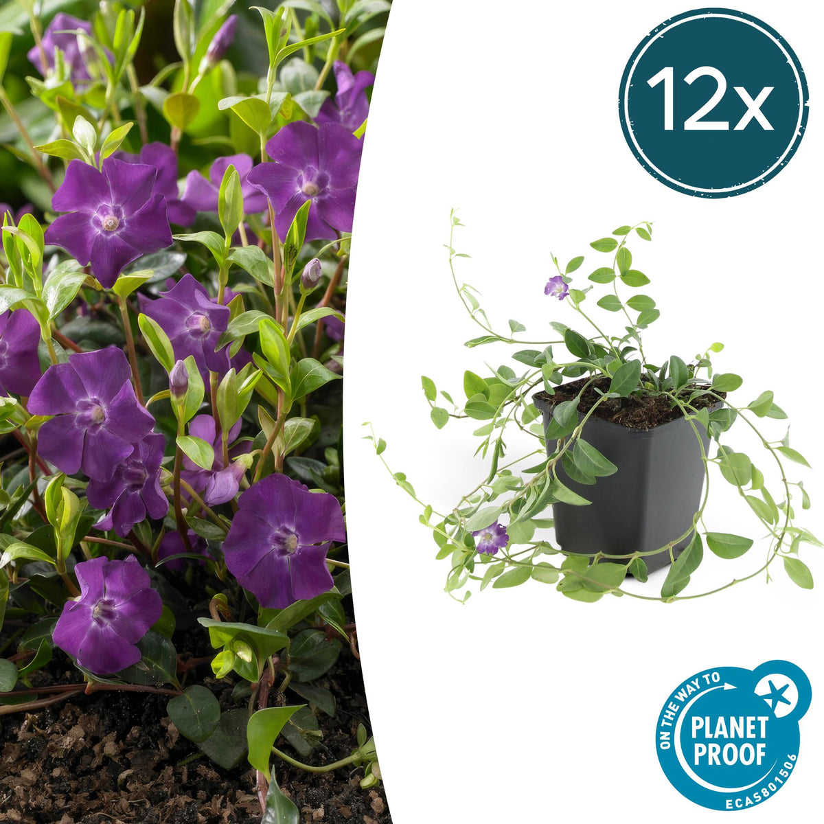 Vinca minor 'Atropurpurea,' (bigleaf vinca) – 12 plants, Ø9 cm, 10–25 cm high – photo 2