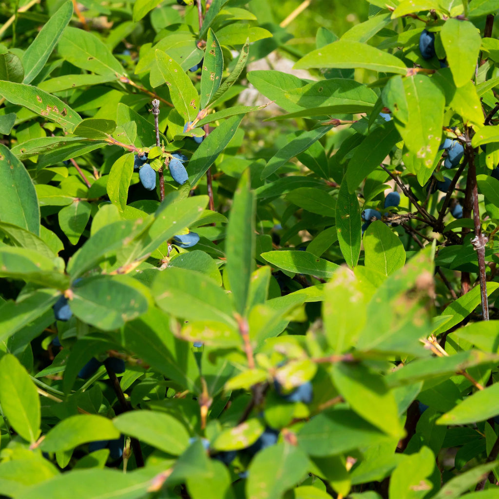 Lonicera caerulea 'Kamchatika' (honeyberry) – 2 plants, Ø15 cm, 50 cm high – photo 6