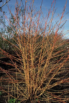Cornus sanguineum 'Anny’s Winter Orange' (dogwood) – 60 plants, Ø9 cm, 10–25 cm high