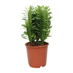 Euphorbia Trigona – Ø12 cm, 40 cm høj