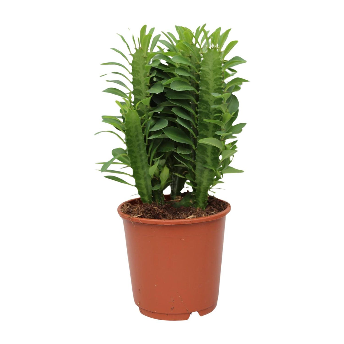 Euphorbia Trigona – Ø12 cm, 40 cm hoog