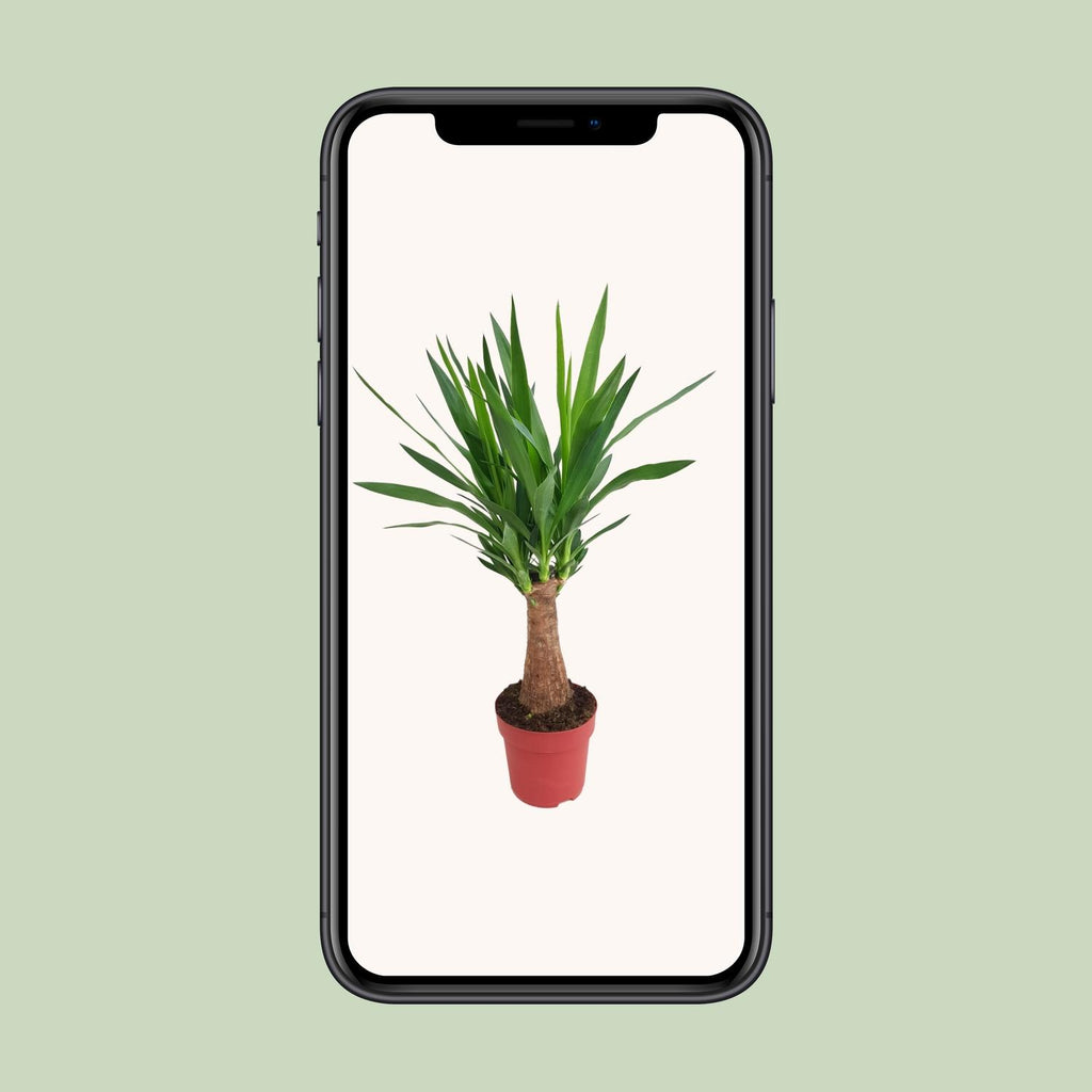 Yucca "Maya Tree" 30stam – Ø19 cm, 80 cm hoog
