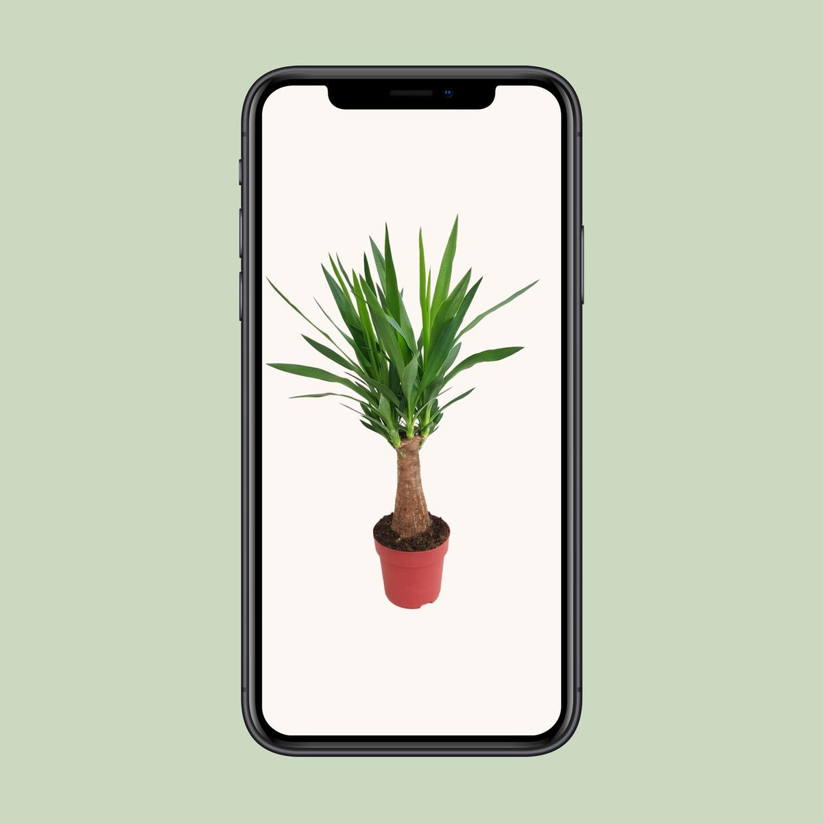 Yucca "Maya Tree" 30 Stamm – Ø19 cm, 80 cm hoch