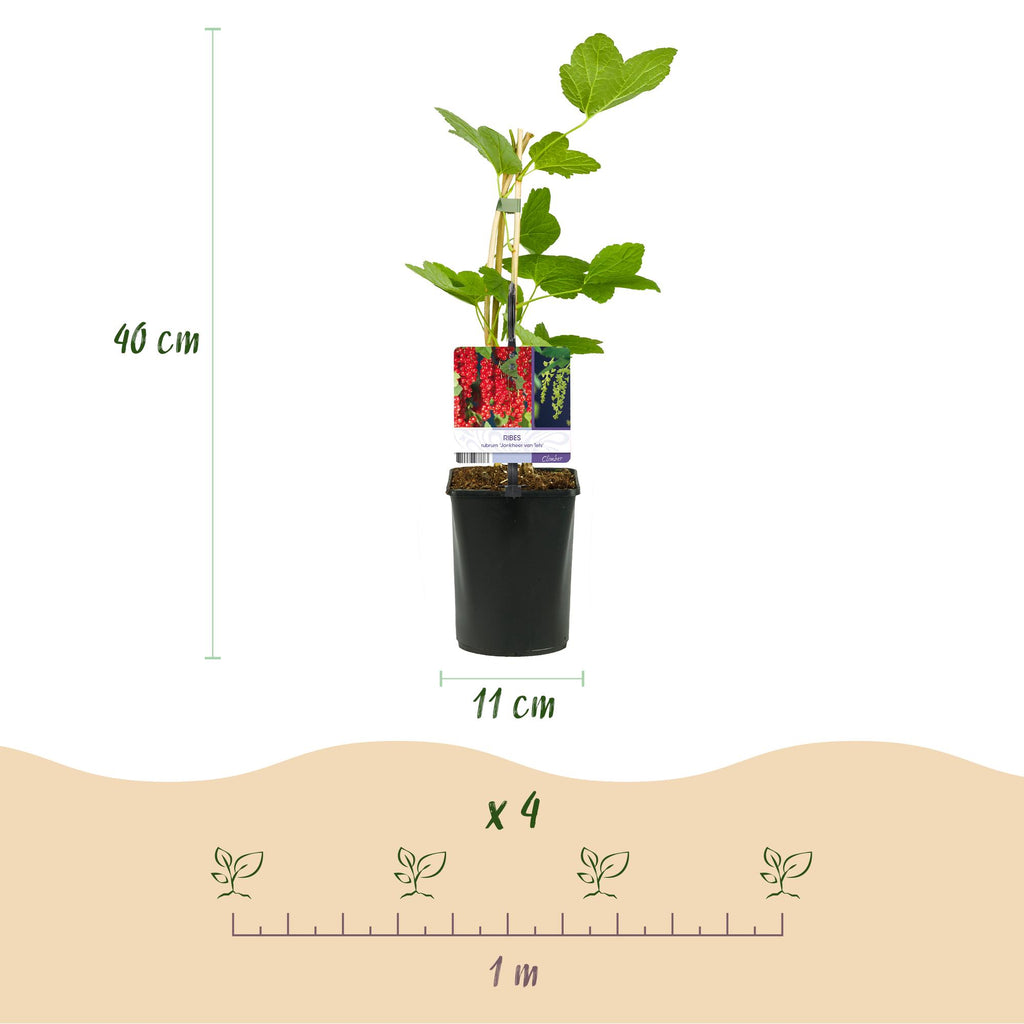 Himbeere (Rubus idaeus) – 3 Pflanzen, Ø 11 cm, 40 cm hoch – Bild 3