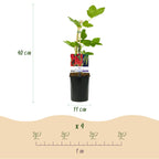 Himbeere (Rubus idaeus) – 3 Pflanzen, Ø 11 cm, 40 cm hoch