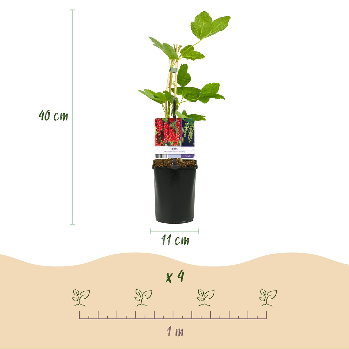 Himbeere (Rubus idaeus) – 3 Pflanzen, Ø 11 cm, 40 cm hoch – Bild 3