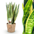 Sansevieria Laurentii (vrouwentong) met mand – Ø21 cm, 70–80 cm hoog