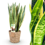 Sansevieria Laurentii (vrouwentong) met mand – Ø21 cm, 70–80 cm hoog