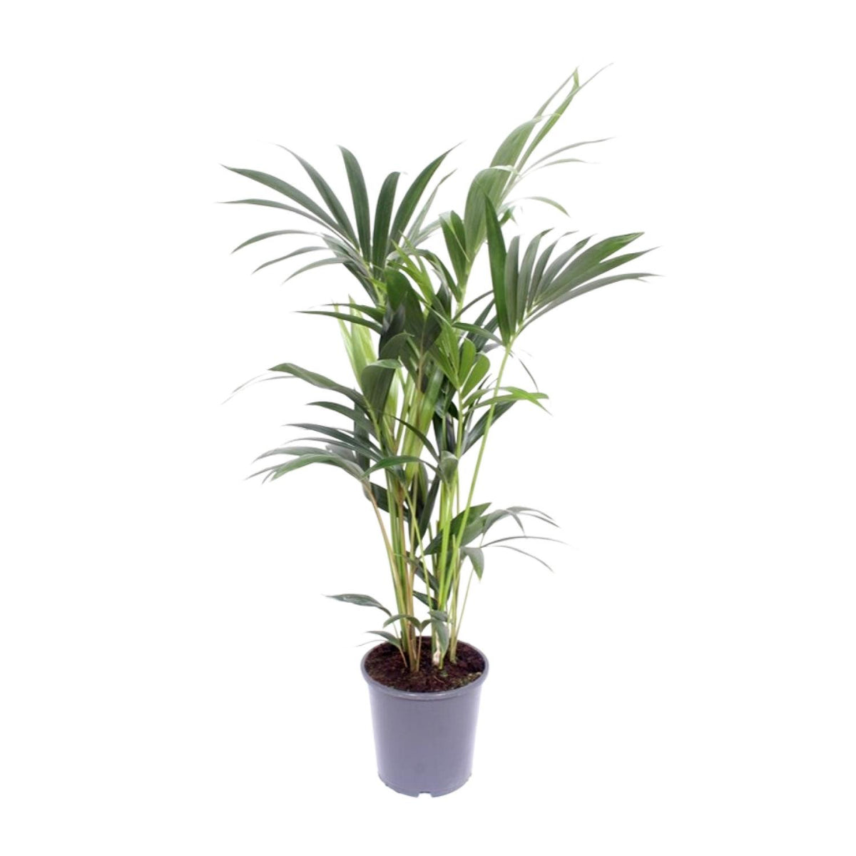 Howea forsteriana (Kentia-Palme) – Ø 17 cm, 75 cm hoch