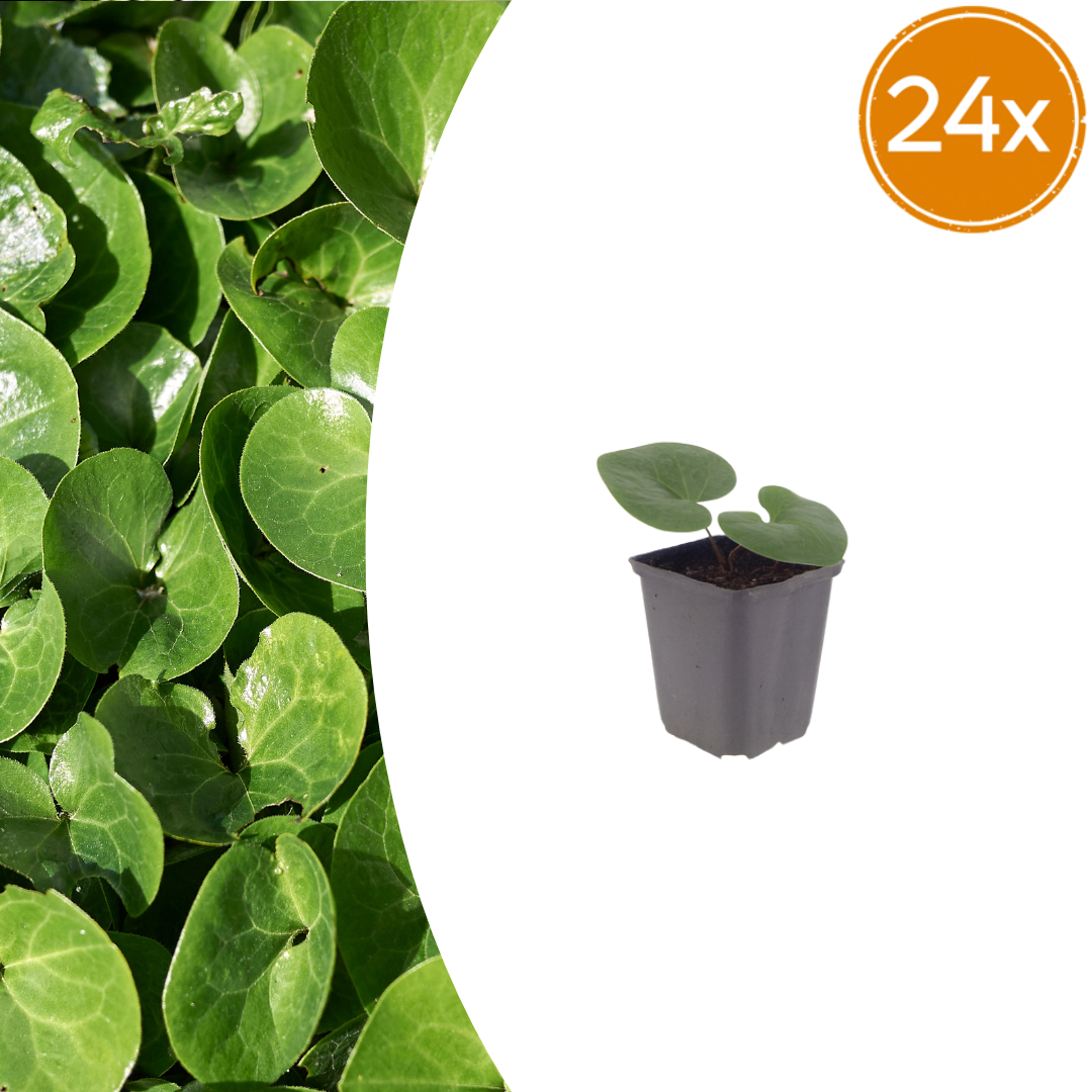 Asarum europaeum (Europäisches Storchschnabel) – 24 Pflanzen, Ø 9 cm, 10–25 cm hoch