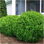 Buxus 'NewGen Freedom' – 72 Pflanzen, Ø 7 cm, 15 cm hoch