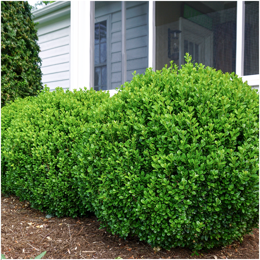 Buxus 'NewGen Freedom' – 72 Pflanzen, Ø 7 cm, 15 cm hoch