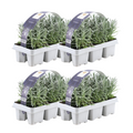 Lavender (Lavandula) – 4 plants, Ø7 cm, 15 cm high