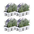 Lavender (Lavandula) – 4 plants, Ø7 cm, 15 cm high