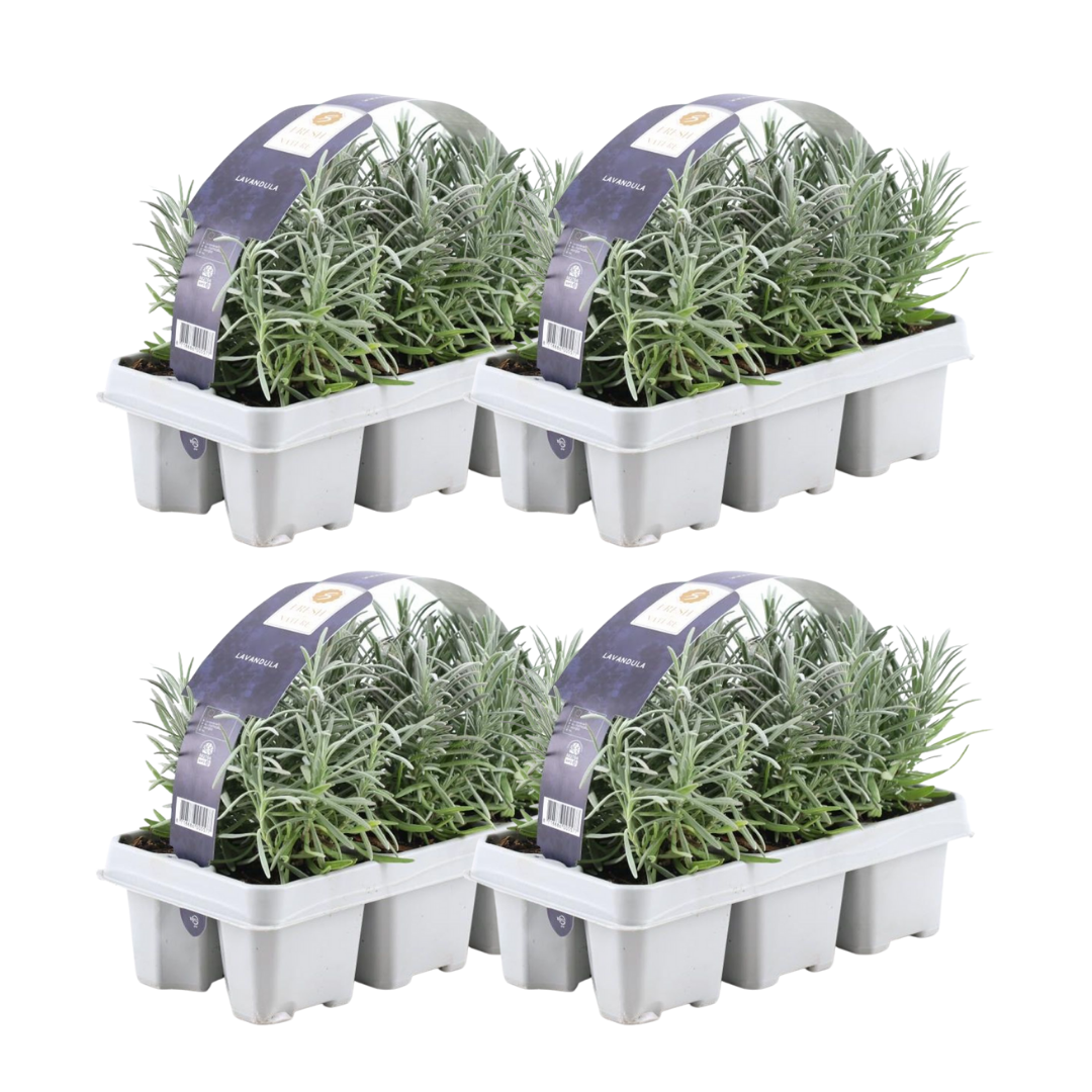 Lavendel (Lavandula) – 4 planten, Ø7 cm, 15 cm hoog