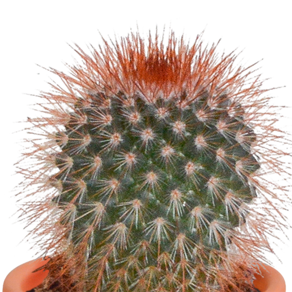 15× Mélange de cactus et plantes grasses (Cactaceae) sans pot décoratif – Ø6 cm, 13 cm de haut