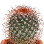 15× Mélange de cactus et plantes grasses (Cactaceae) sans pot décoratif – Ø6 cm, 13 cm de haut