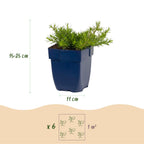 Phlox 'MacDaniel’s Cushion' (flame flower) – dark pink – 6 plants, Ø11 cm, 15–25 cm high
