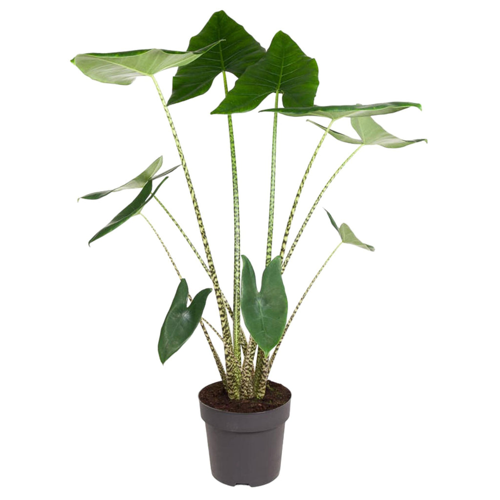 Alocasia zebrina (olifantsoor) – Ø32 cm, 130 cm hoog