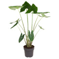 Alocasia zebrina (olifantsoor) – Ø32 cm, 130 cm hoog