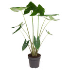 Alocasia zebrina (olifantsoor) – Ø32 cm, 130 cm hoog