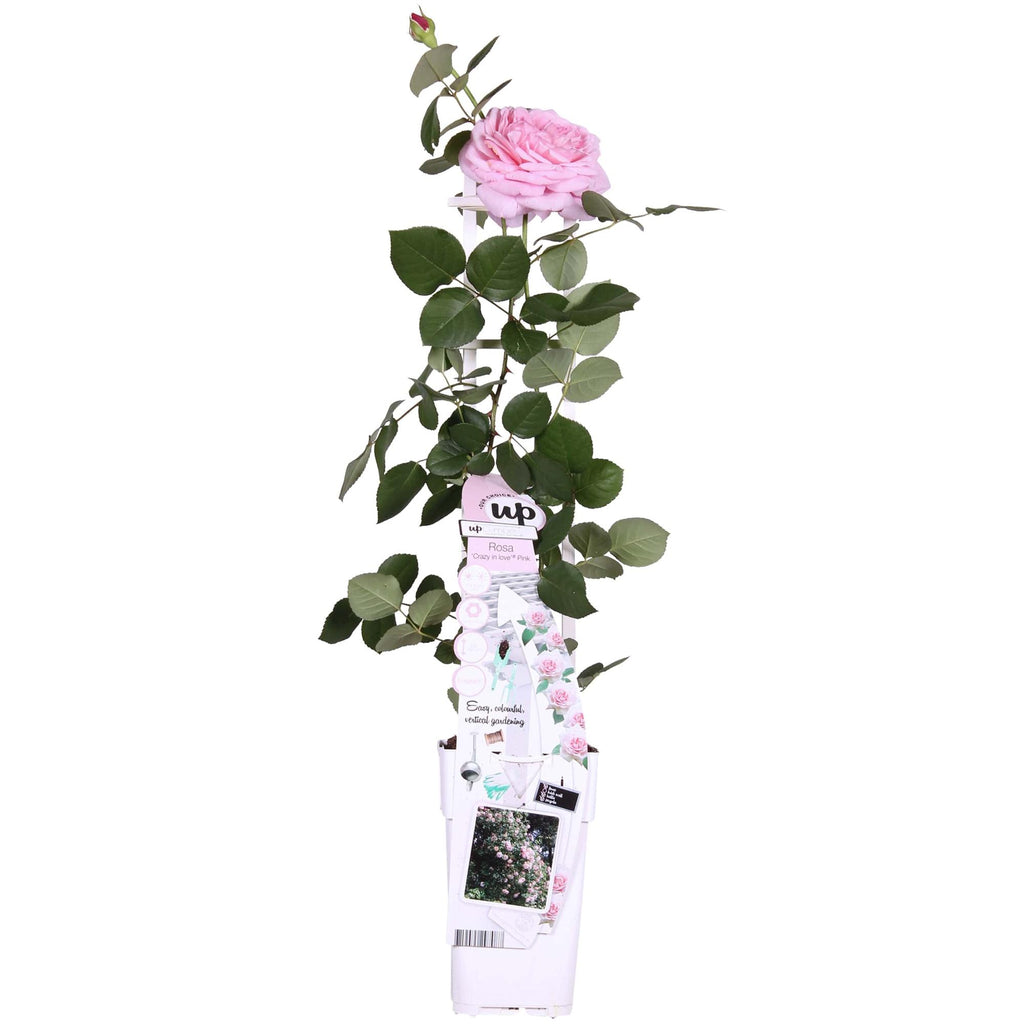 Rosa 'Crazy' (pink rose) – Ø15 cm, 65 cm high