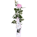 Rosa 'Crazy' (pink rose) – Ø15 cm, 65 cm high