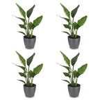 4× Strelitzia reginae (paradisfugleblomst) i grå Potter-pottedskjulere – Ø12 cm, 35 cm høj