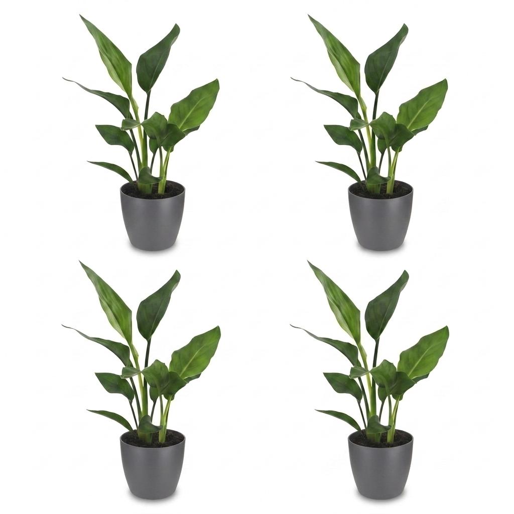4× Strelitzia reginae (paradisfugleblomst) i grå Potter-pottedskjulere – Ø12 cm, 35 cm høj