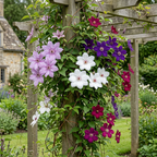 Clematis 'Rainbow' (grimpette) – violet-rouge-rose-blanc – 16 plantes, Ø9 cm, 35 cm de haut