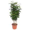 Radermachera Hainanensis – Ø34 cm, 190 cm hoog