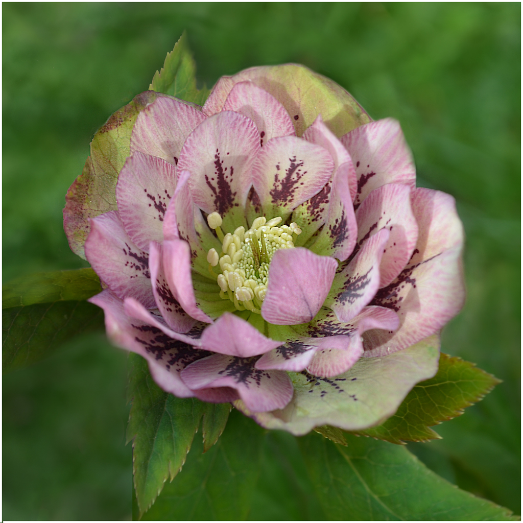 Helleborus 'Specials' (kerstroos) – Ø14 cm, 25 cm hoog – foto 4