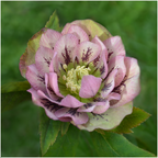 Helleborus 'Specials' (kerstroos) – Ø14 cm, 25 cm hoog