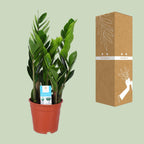 Zamioculcas zamiifolia (plante ZZ) – Ø 17 cm, 60 cm de haut
