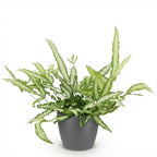 Pteris cretica Albolineata (fougère Pteris) en pot décoratif Potter gris – Ø12 cm, 20 cm de haut