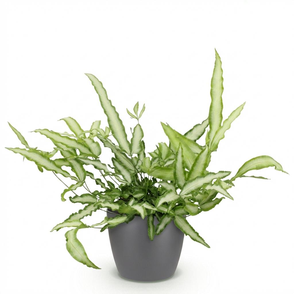 Pteris cretica Albolineata (fougère Pteris) en pot décoratif Potter gris – Ø12 cm, 20 cm de haut