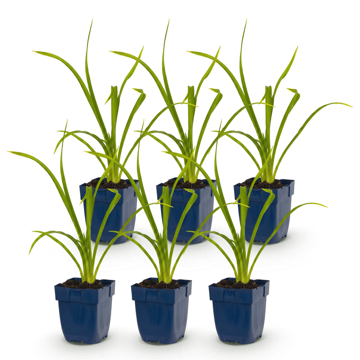 Hemerocallis 'Summer Wine' (daglelie) – paars – 6 planten, Ø11 cm, 15–25 cm hoog