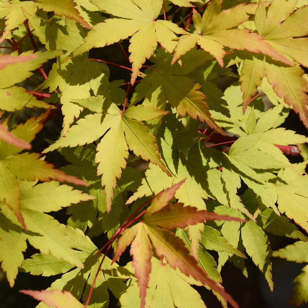 Acer palmatum 'Summergold' (Japanischer Ahorn) – gelb – Ø26 cm, 90 cm hoch – Bild 5